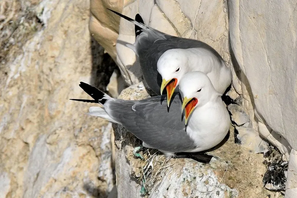 Birds such as kittiwakes have been an issue for UK offshore wind developers.