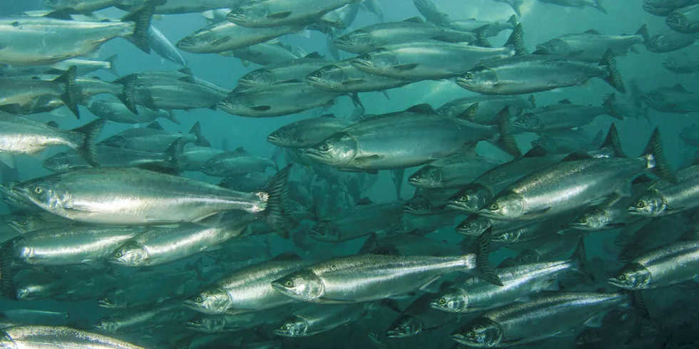 Atlantic salmon swimming.