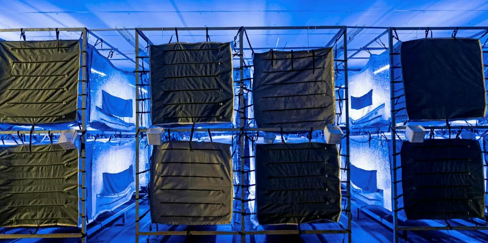 AgriProtein redesigned its fly cages in June.