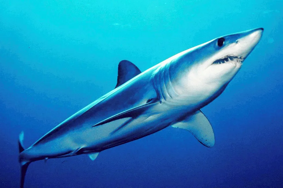 Underwater appraisal: Conrad has drilled a successful well on the Mako field off Indonesia