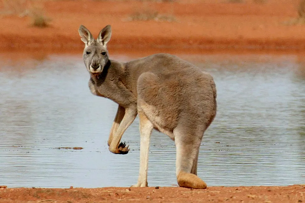 Kanga prospect: SapuraOMV will carry out a site survey ahead of drilling next year