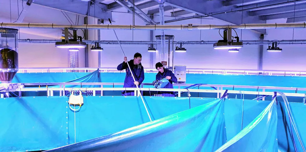 In a bluish light in an industrial hall in Fredrikstad, Norway's first salmon is produced onshore in a commercial recycling facility.