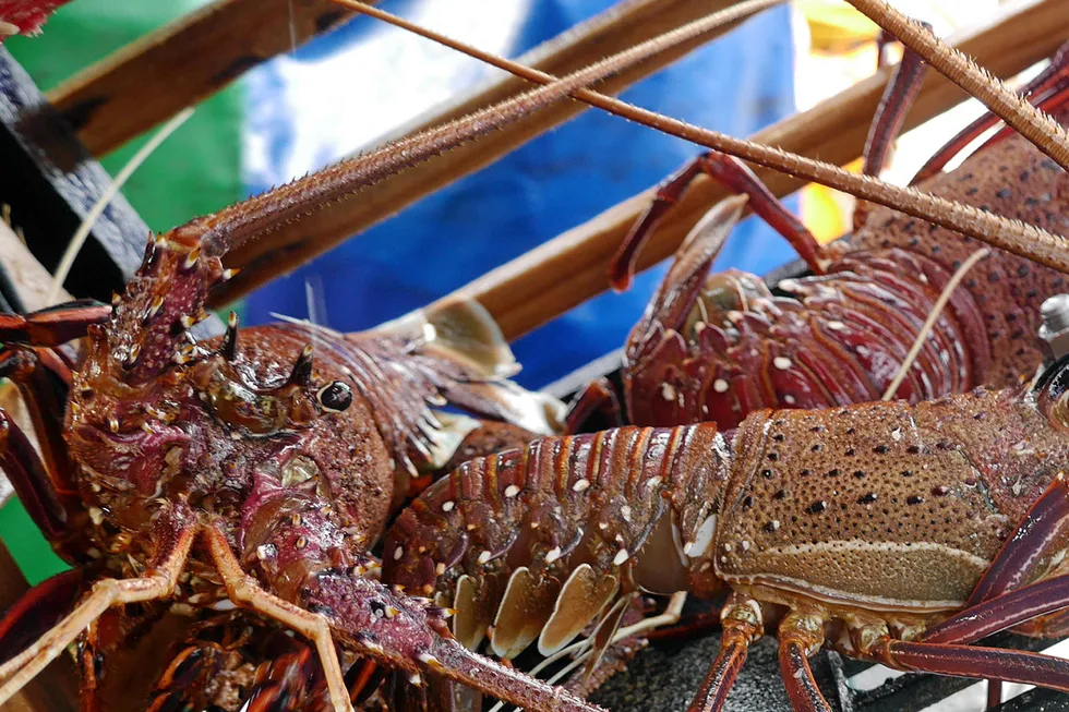 Australian western rock lobster.
