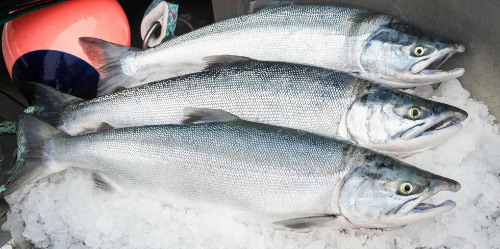 . Bristol Bay sockeye salmon on ice.