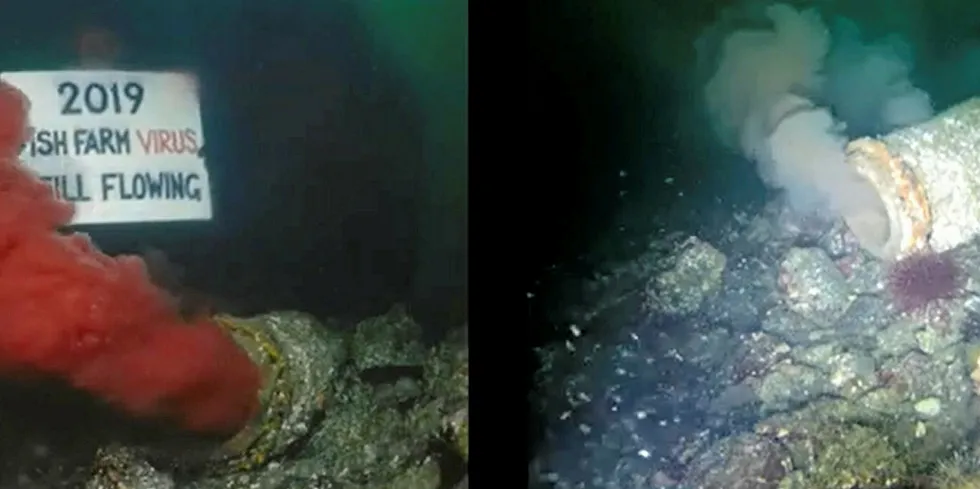 A side-by-side comparison of activist Tavish Campbell's video taken of the pipe earlier this fall, and Brown's Bay Packing's footage released in December.