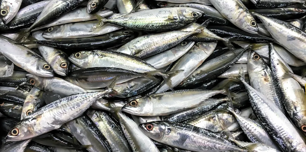 Despite several rounds of negotiations throughout 2022, there has still not been a complete agreement on the issues of distribution of the stocks and management plan for mackerel.
