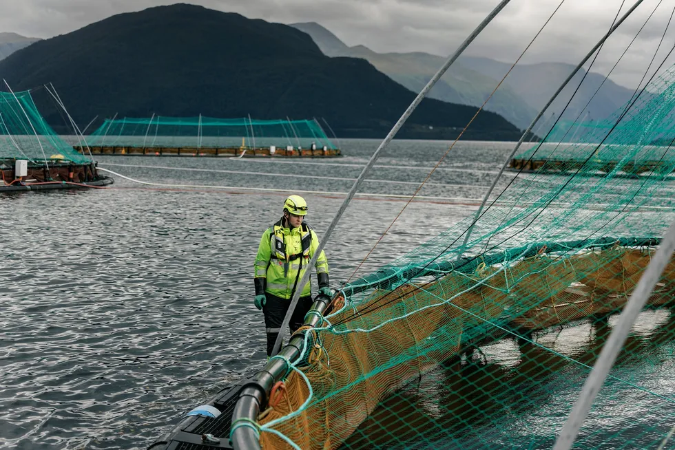 After an absence of 20 years, farmed cod is back on the menu and breaking into new markets.