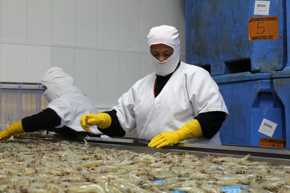Ecuador's shrimp industry breathes a sign of relief after an at times rocky 2024.