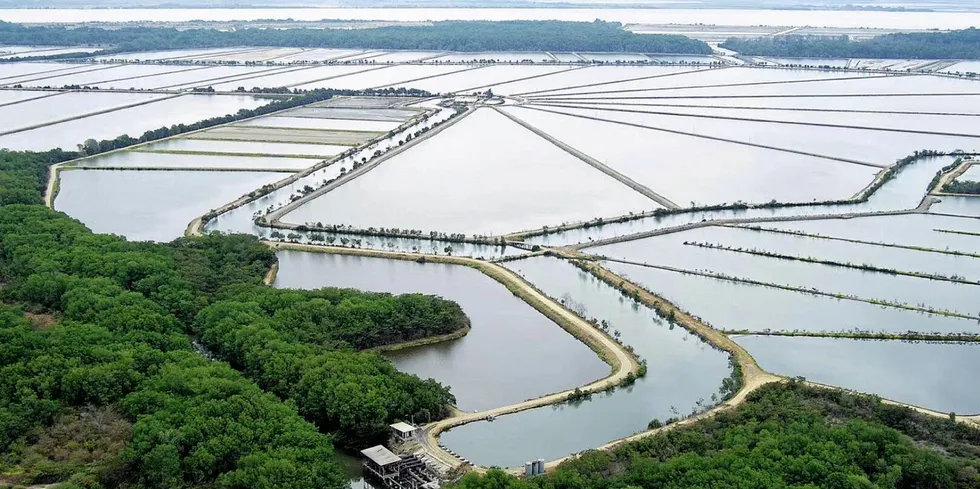 Organized criminals are a thorn in the side of the Ecuadorian shrimp industry.