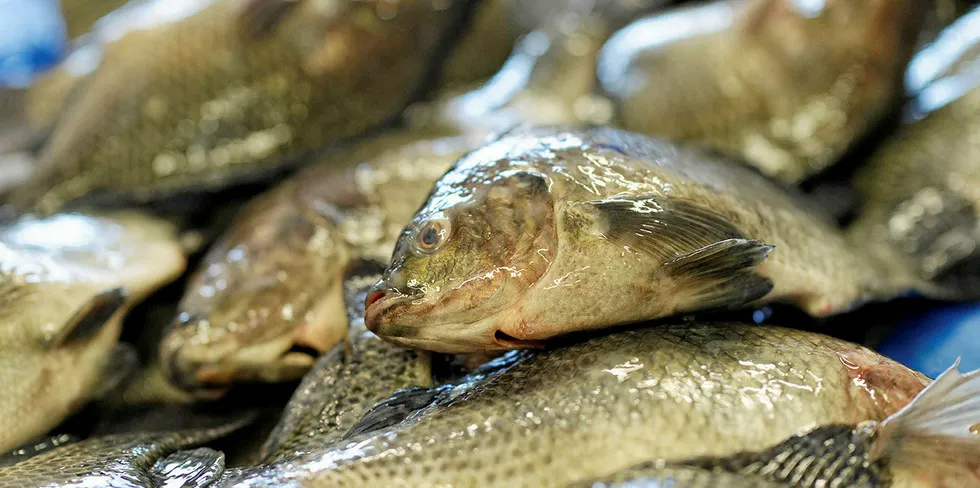 Tilapia.