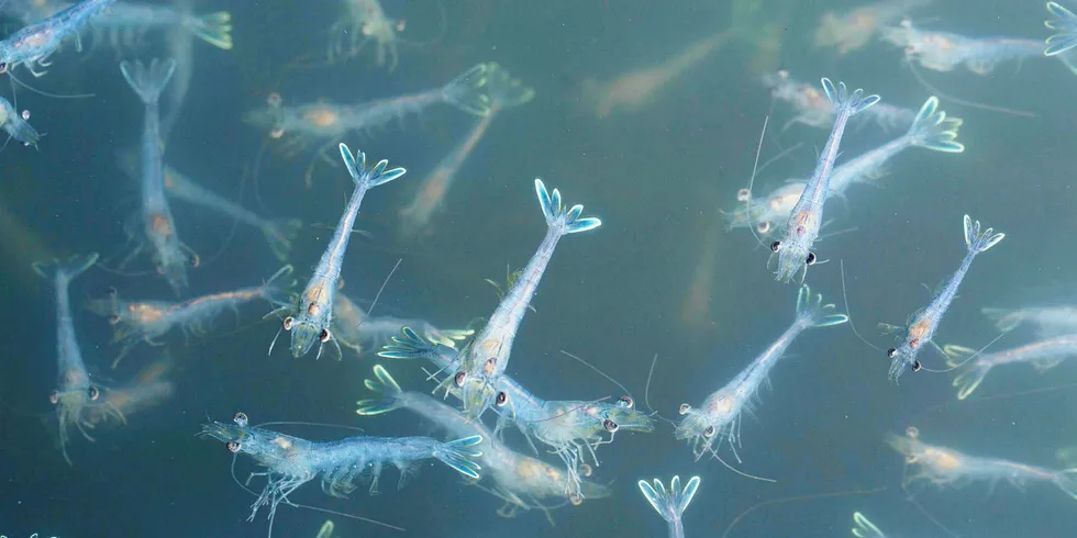 Crusta Nova started selling its first shrimp in March 2016.