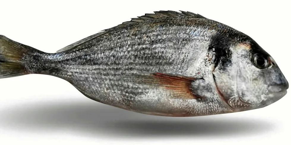 Sea bream from Halder Seafood.