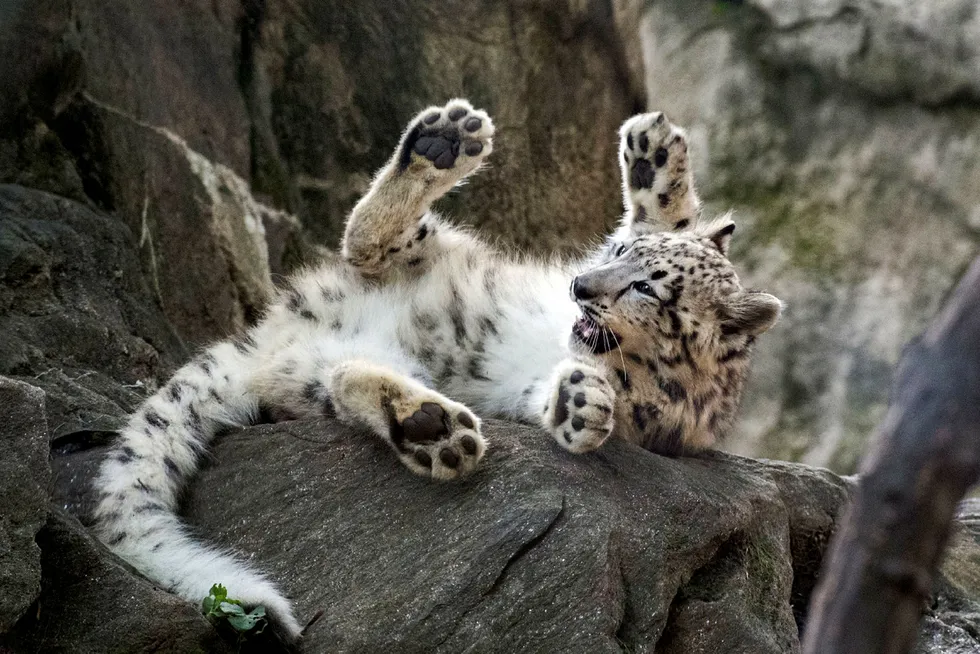 Falling flat: Petro Matad had been targeting an estimated 90 million barrels of oil at Snow Leopard but failed to find pay