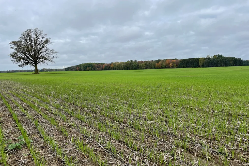 Biofuels feedstocks: Nuseed Carinata uses a non-food cover crop as a feedstock for biofuels