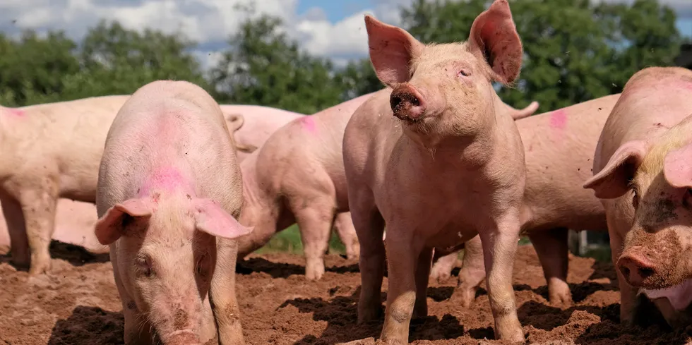 Less fishmeal on the market, but it's the pigs who are in the driver's seat on prices.