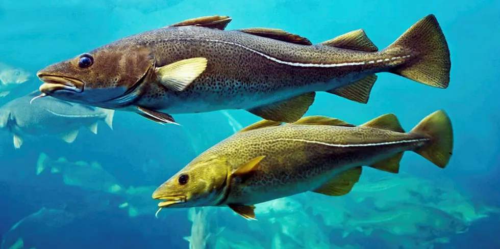 The North Sea cod quota was cut in half.