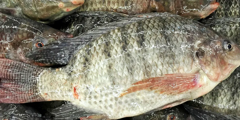 Nile Tilapia is susceptible to TiLV.