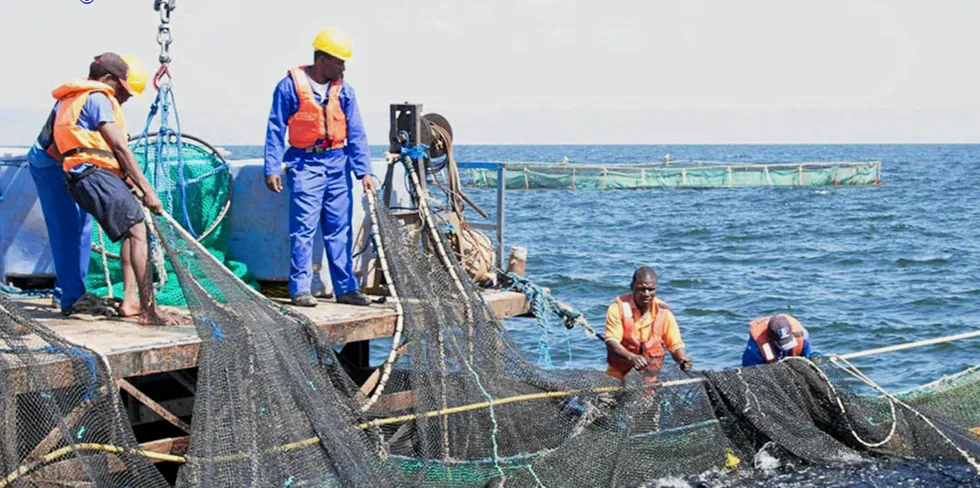 Lake Harvest's operations in Lake Kariba, Zimbabwe. The company is a pan-African platform with production in three countries and a wide distribution network.
