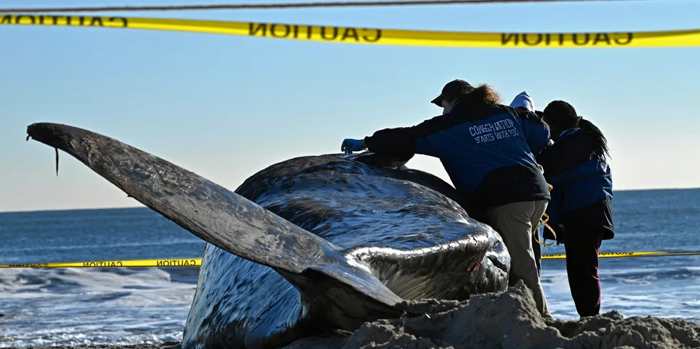 The US has seen a spate of whale beachings.