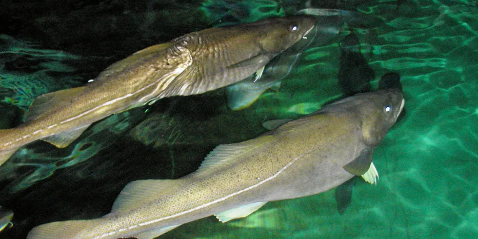 Cod fish - here in captivity in a Norwegian fish farm.