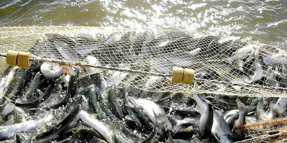 Kamchatka areas will provide the majority of Russia’s salmon harvest, with projected catches of around 150,000 metric tons, or 46 percent of the total.