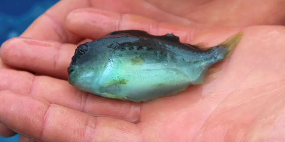 Lumpfish will be used as "cleanerfish" in the company's plans to combat sea lice.