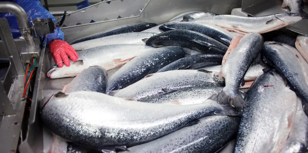 What will the salmon cost next week?