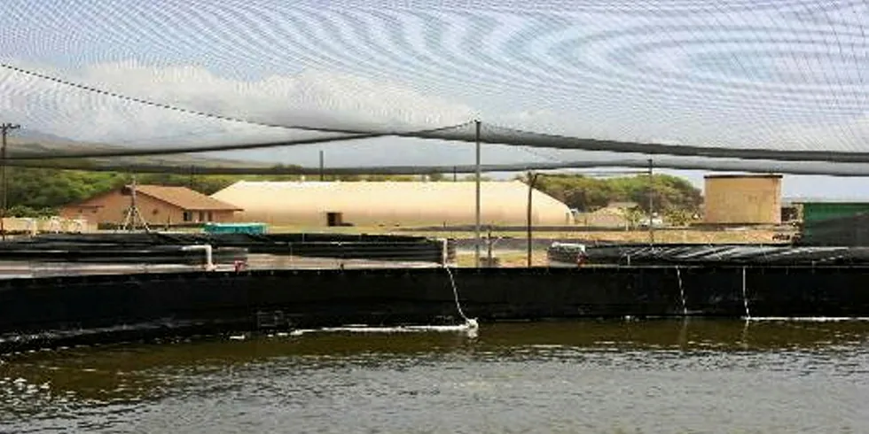 Shrimp farm on Kauai, Hawaii