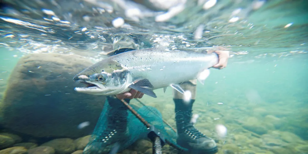 Salmon's growth in new and existing markets seems unstoppable -- despite high prices.