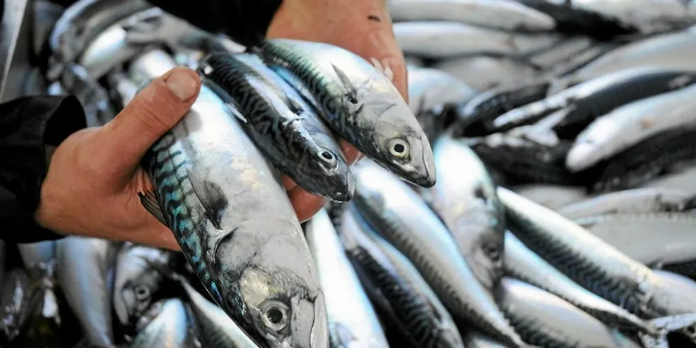 ICES recommends that mackerel catches in 2024 should not exceed 739,386 metric tons, a drop of 5 percent on the advice for 2023.