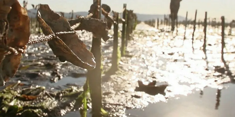 Water violations were reported at one of Pacific Seafood's shellfish operations.