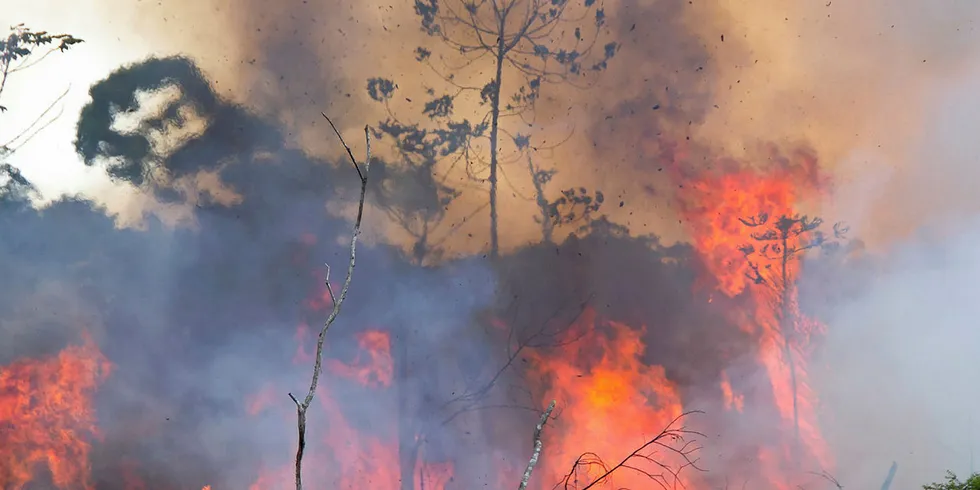 Amazon fires are a concern across the globe.