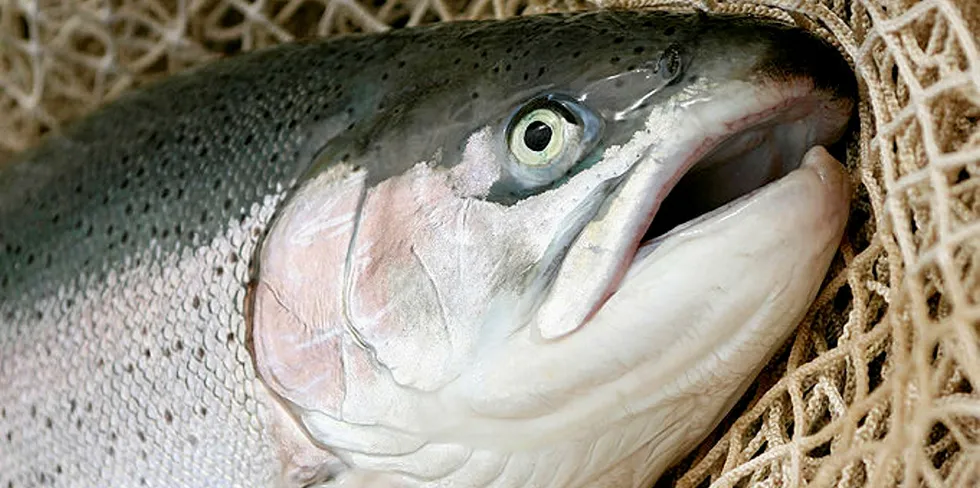 Rainbow/steelhead trout.