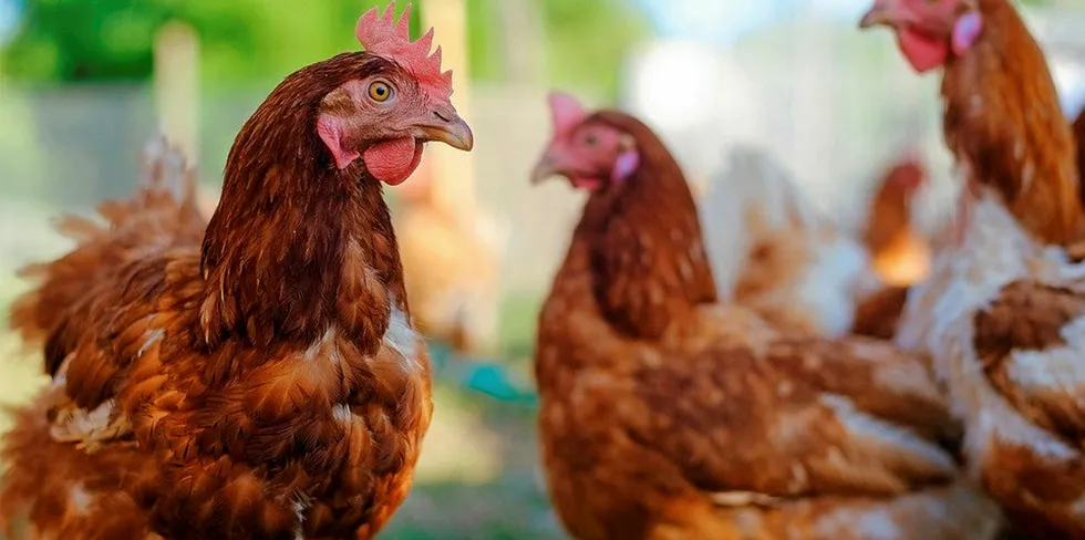 The researchers can harvest antibodies from chicken eggs and pass it to the salmon.
