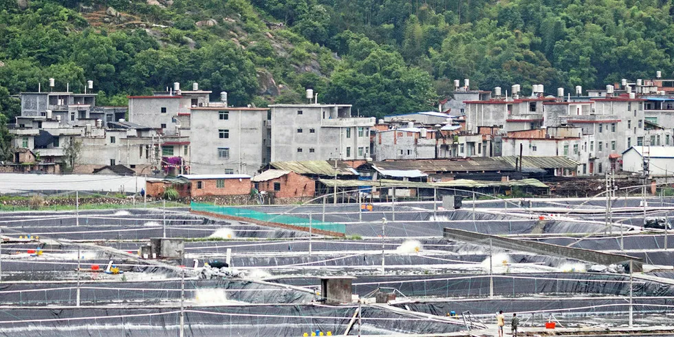 Are we nearing another global shrimp disease outbreak?