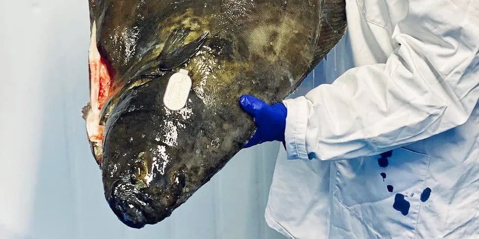 Gigha Halibut is closing down its operations due to a variety of factors.