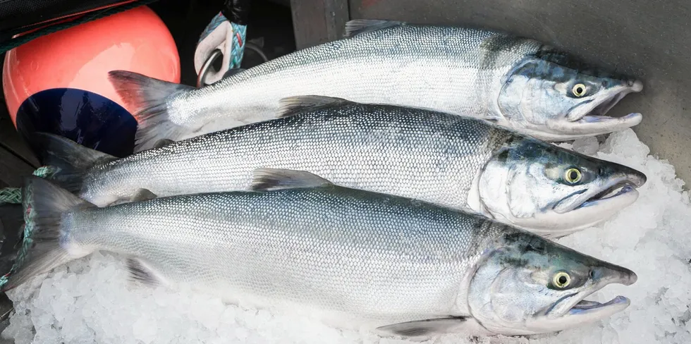 The Bristol Bay salmon season is just around the corner.