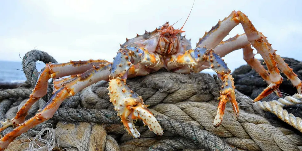Rosrybolovstvo plans to use the income from the auction to continue updating the crabbing fleet and developing the country’s logistics infrastructure in the Far East.