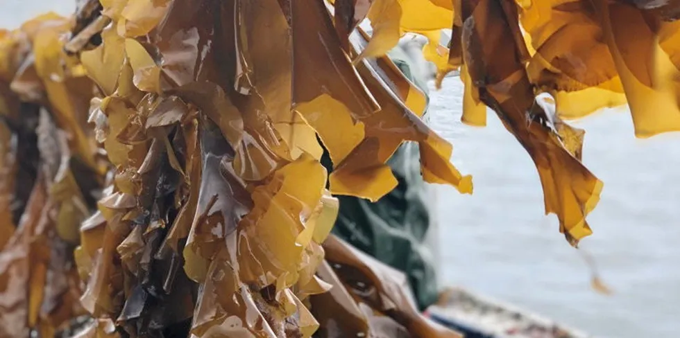 Seaweed, the latest investment in Aqua-Spark's portfolio.