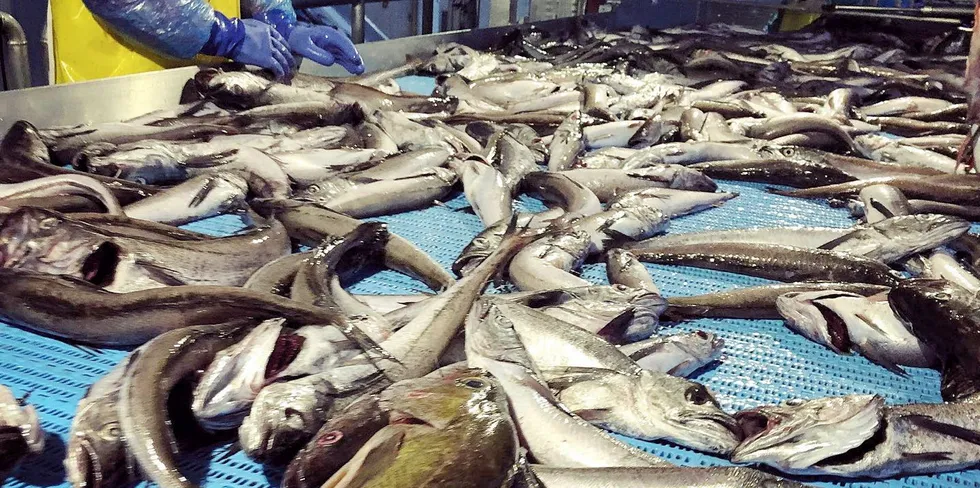 A worker processes hake at Bornstein Seafoods in Astoria, Oregon. The shortfall in Alaska pollock block production is pressuring the Pacific whiting market.