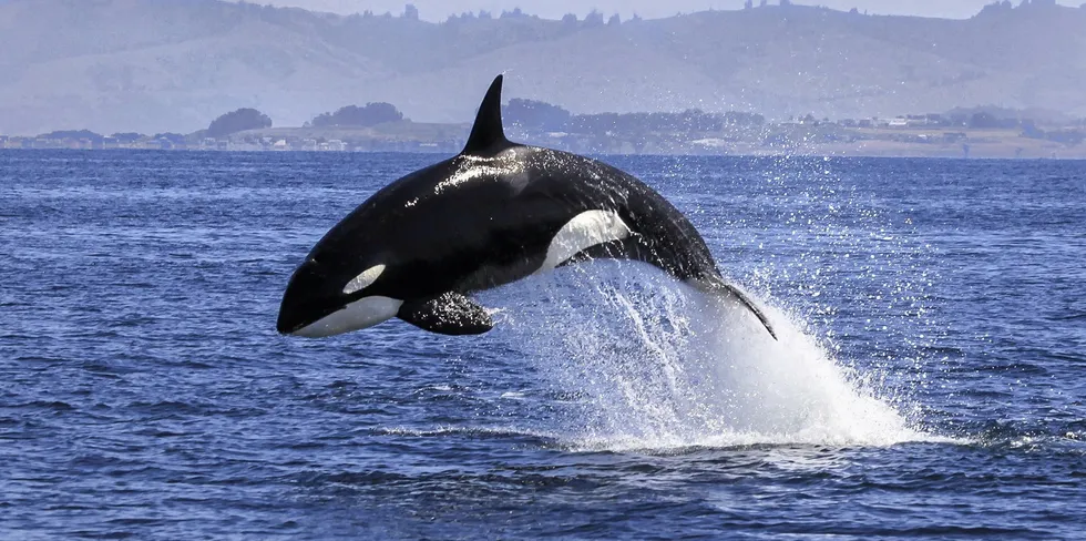 Killer Whales, Orcinus Orca, were reported dead after becoming entangled with Alaska fishing gear this year.