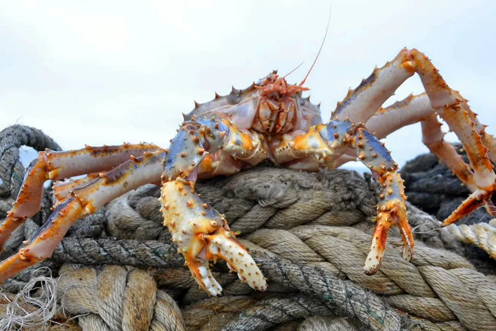 The Russian government is planning to hold a second auction for red king crab quotas in the Barents Sea.