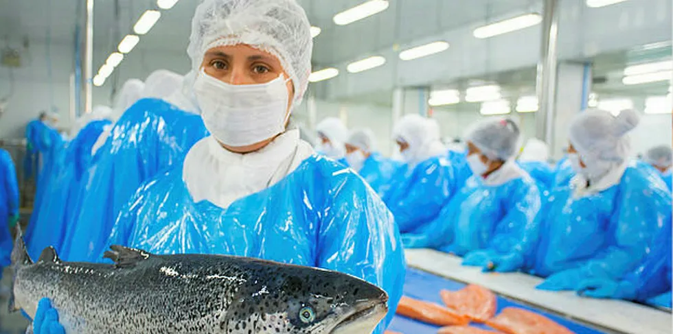 Eyes on the prize: Salmones Austral hoping to land a big catch from share issue.