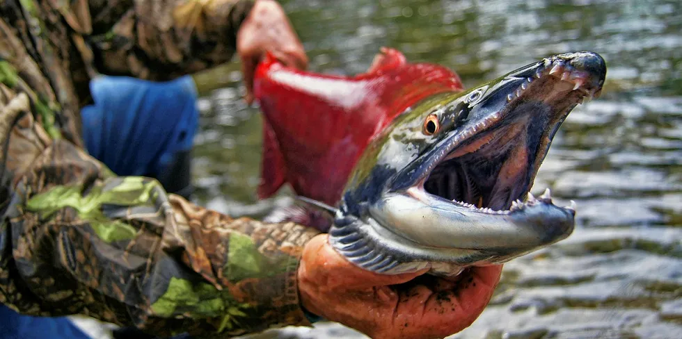 Sockeye salmon by river.