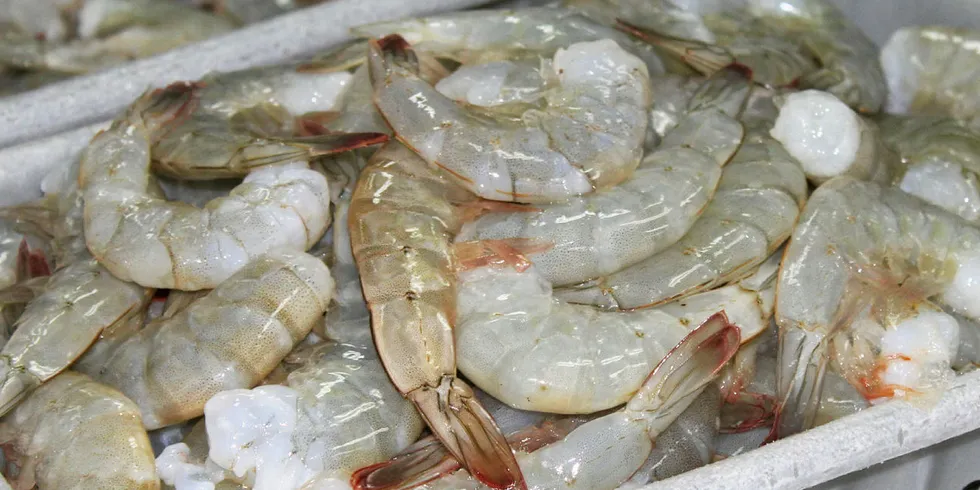 Ecuador shrimp processing plant. Songa.