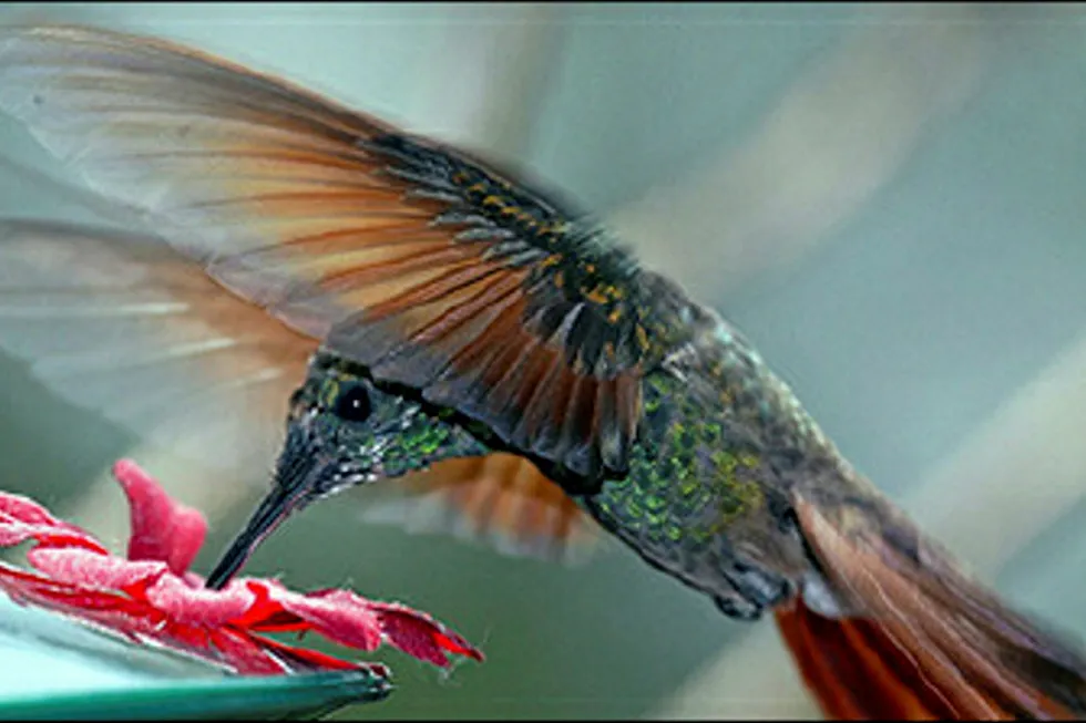 US independent Apache failed to find commercial hydrocarbons at its Kolibrie well offshore Suriname. Kolibrie is Dutch for hummingbird.