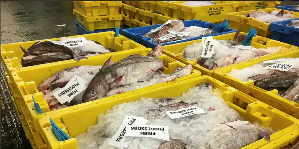 Icelandic haddock Grimsby Fish Market.
