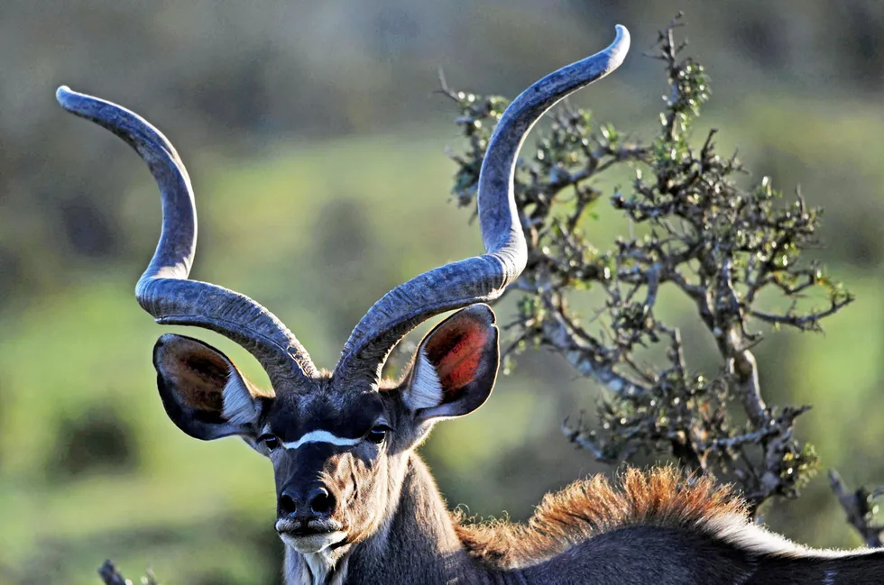 In sight: BW Energy’s Kudu gas project in Namibia looks more likely to move ahead