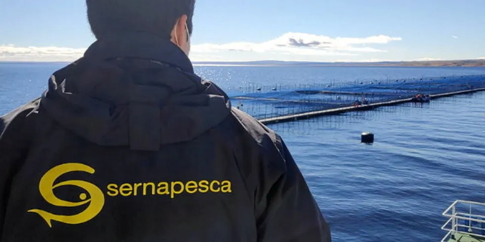 Officials estimate more than 486 metric tons of coho salmon and trout were killed in the incident.