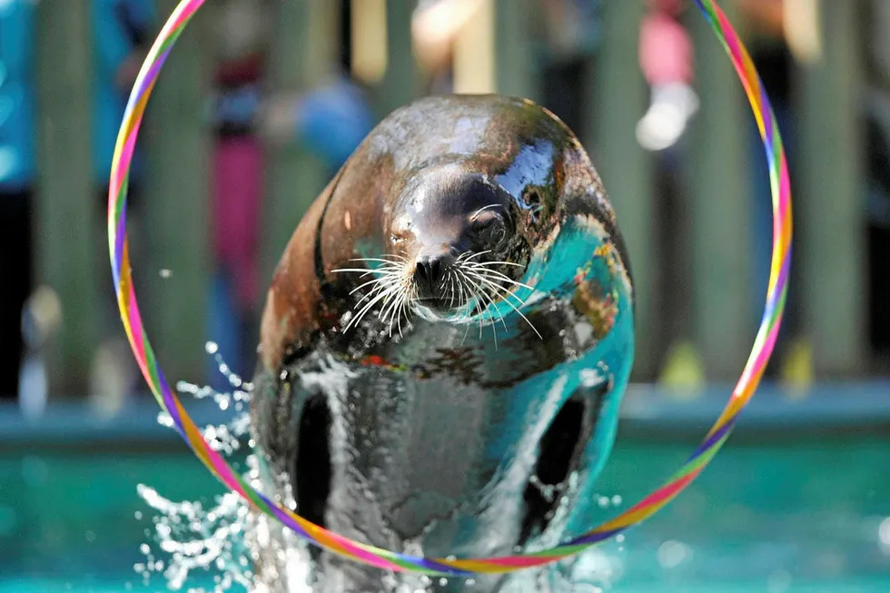 Subsea LoI: from Premier for Sea Lion 1